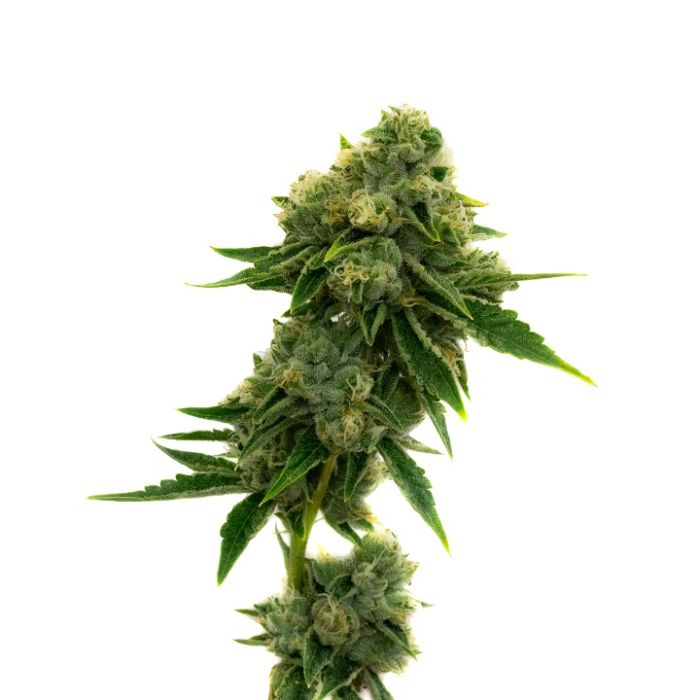 Frosted Gelato 41 Feminized Cannabis Seeds