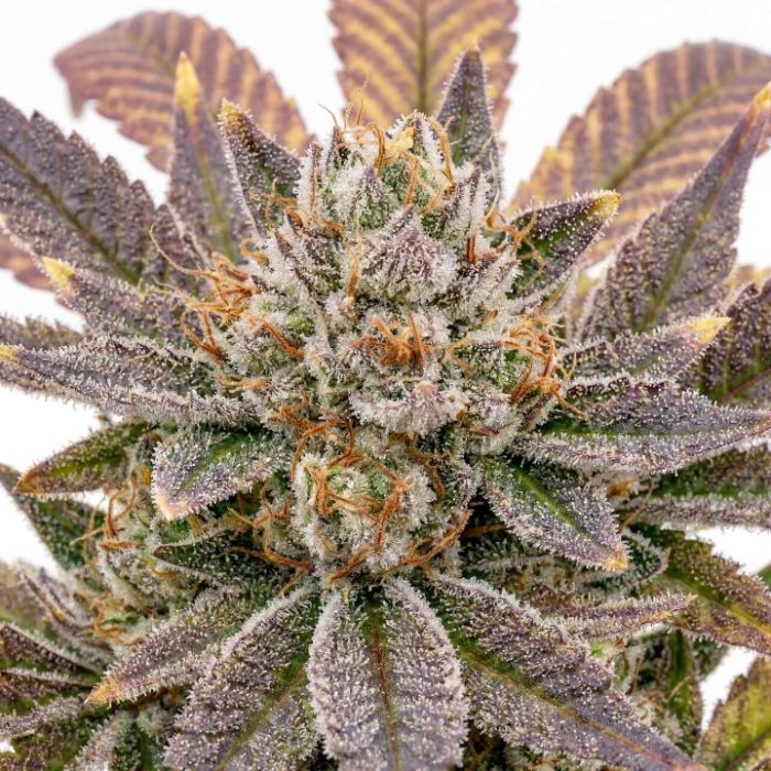 Frozen Punch Feminized