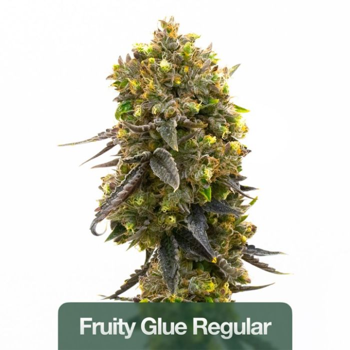 Regular Seeds Mix Pack
