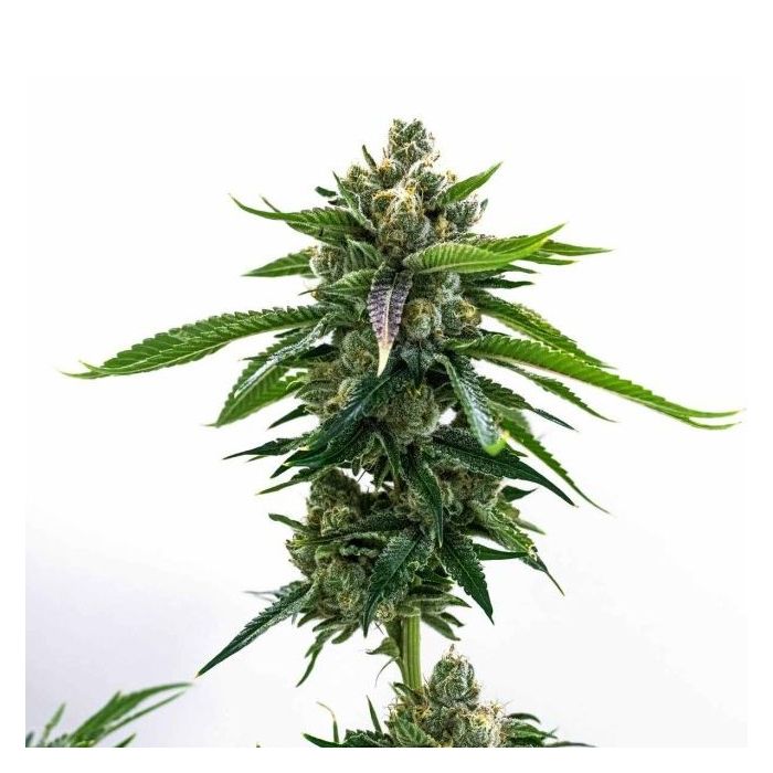 2026 Bestselling Hybrid Fem Collection