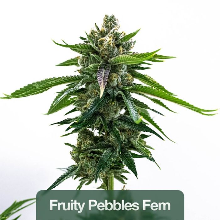 2026 Bestselling Hybrid Fem Collection