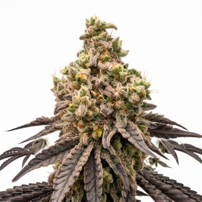 G13 Haze Seeds