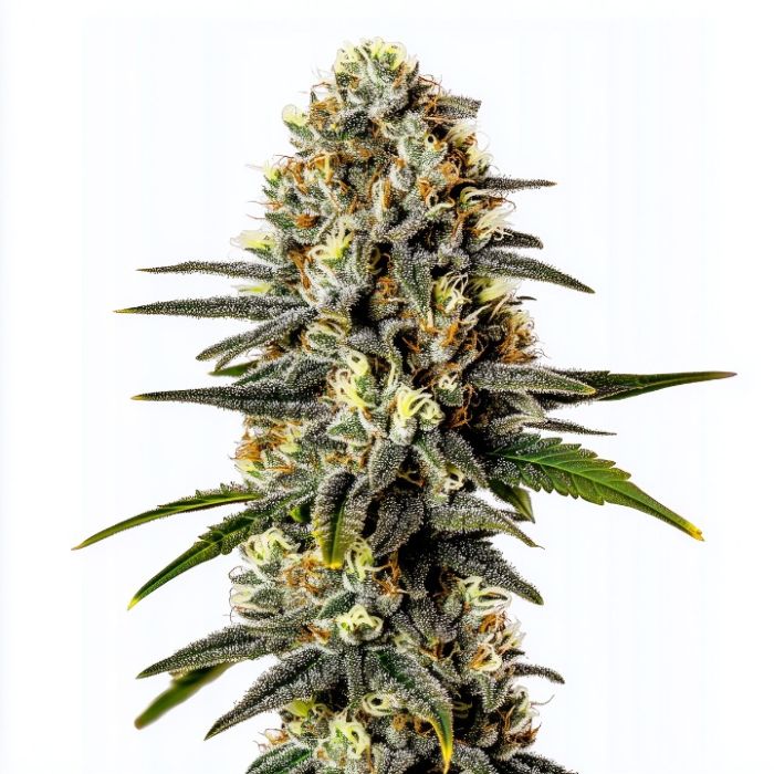 Galaxy Gummies Autoflower Cannabis Seeds
