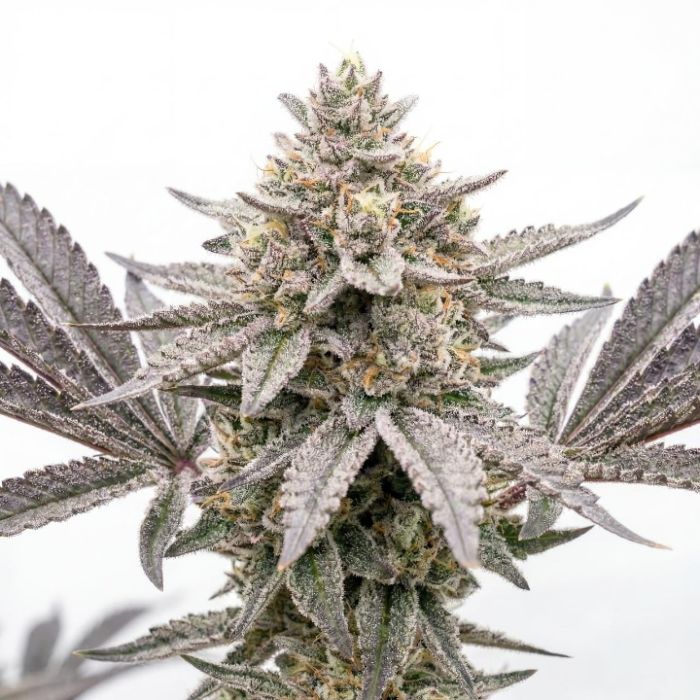 Galaxy Gummies Autoflower