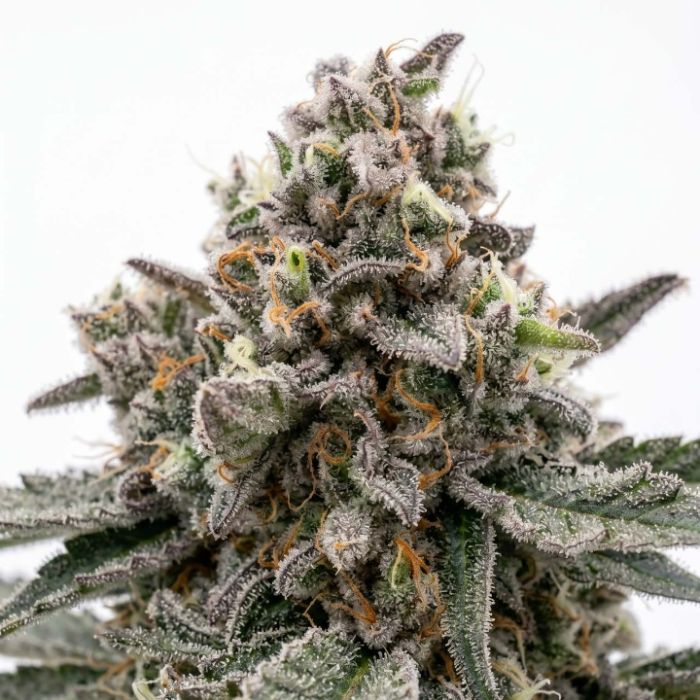 Gary Payton Autoflower