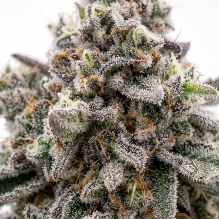 Gary Payton Autoflower