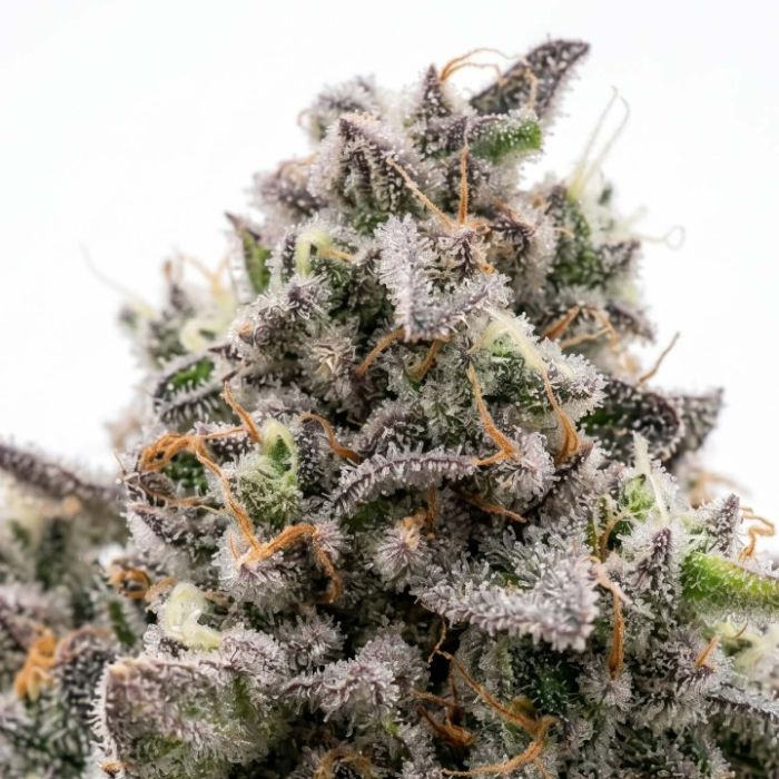 Gary Payton Autoflower