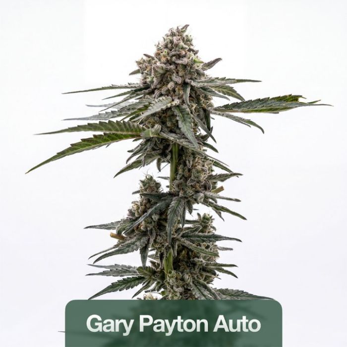 2026 Bestselling Hybrid Auto Collection