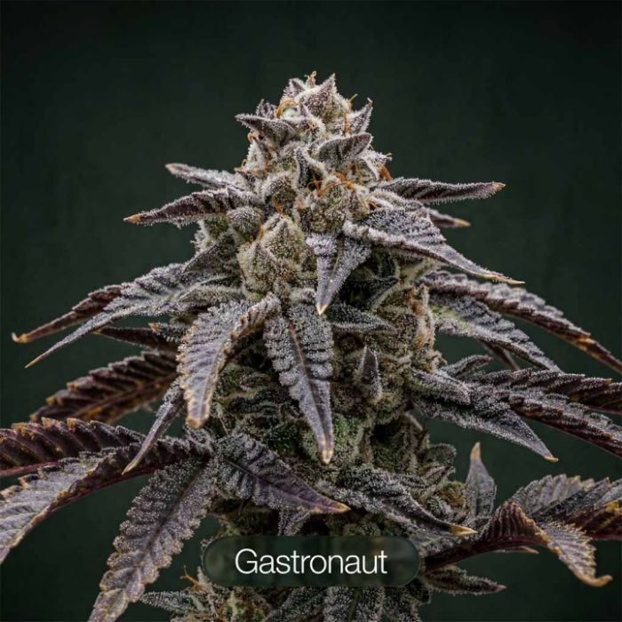 Sunset Spice + Gastronaut + Cherry Apples Clone Bundle
