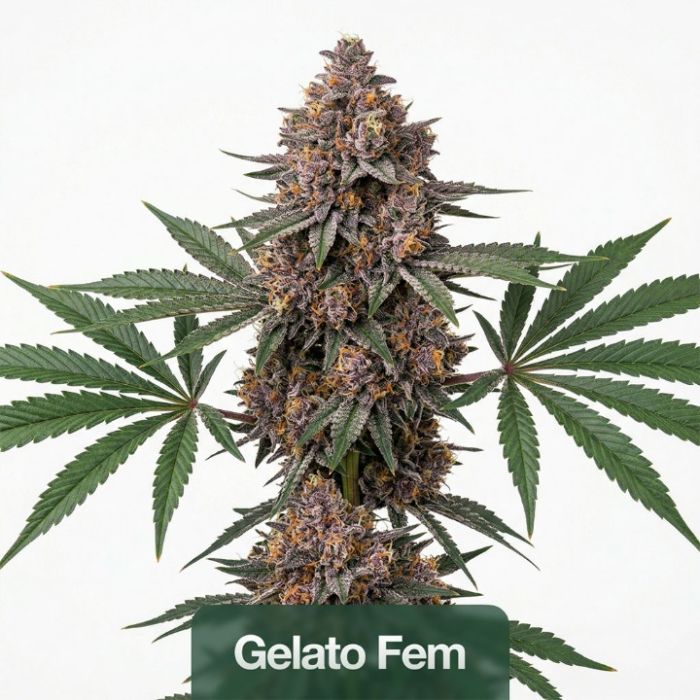 Focus & Creativity Feminized Mix Pack