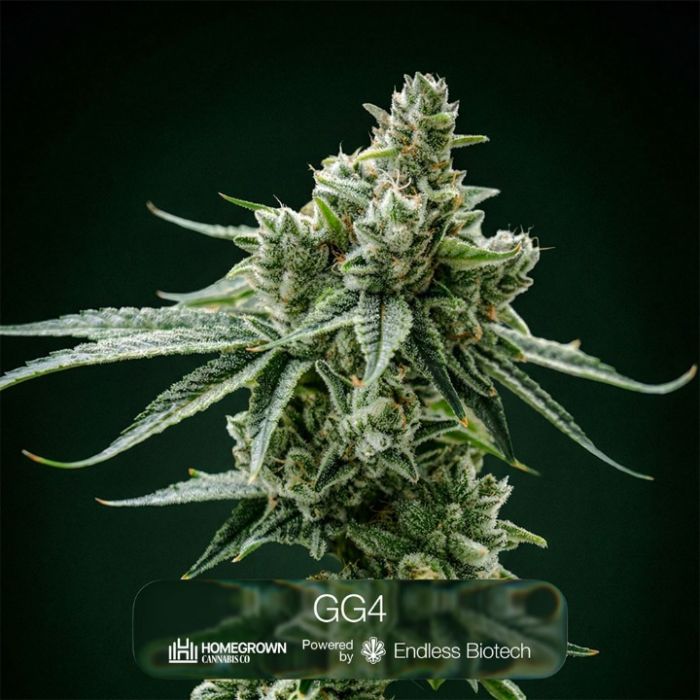 GG4 + Black Baccara Clone Bundle