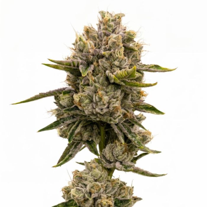 Girl Scout Cookies Autoflower