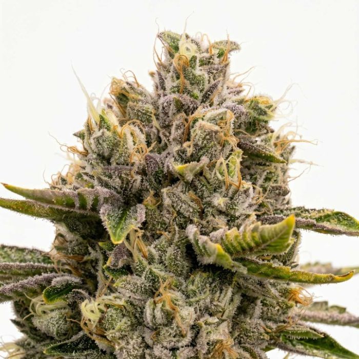 Girl Scout Cookies Autoflower