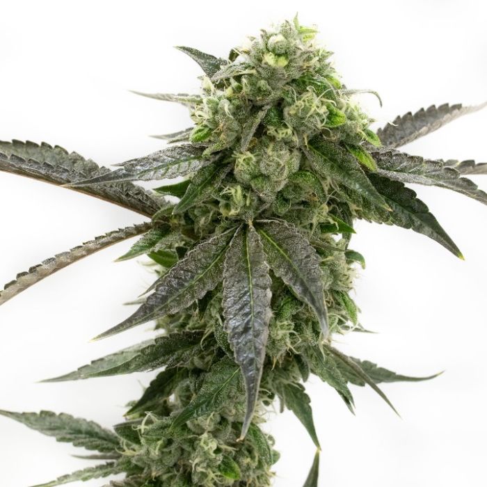 High CBD Feminized Mix Pack