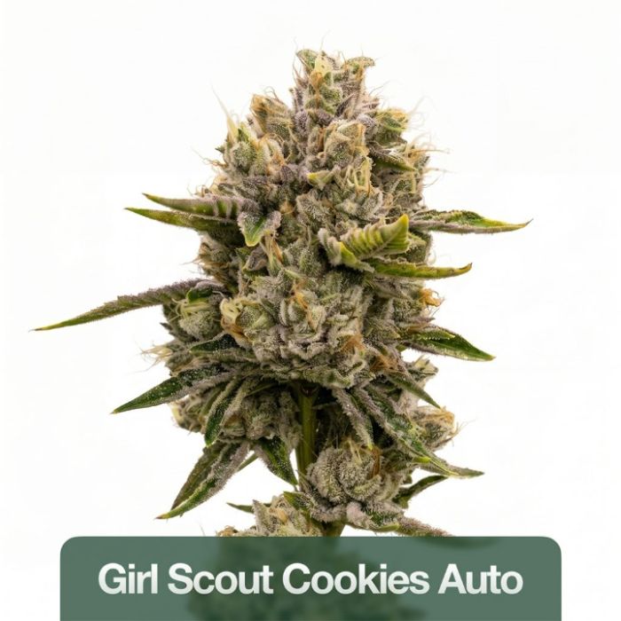 High THC Auto Seeds Mix Pack
