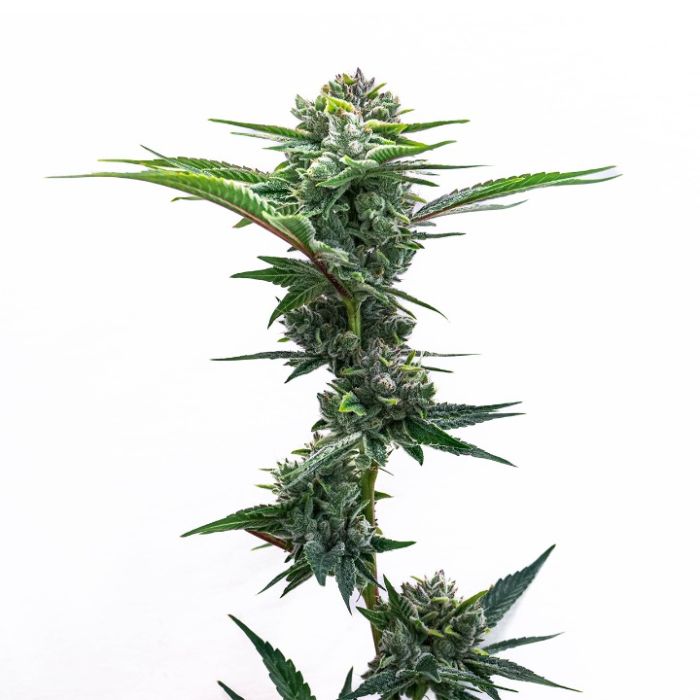 GMO Autoflower Cannabis Seeds