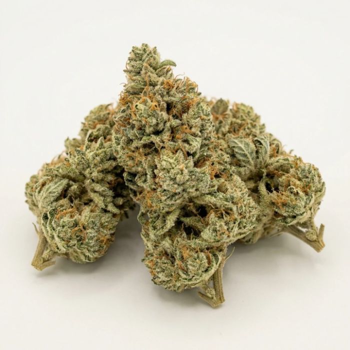 Godfather OG Feminized