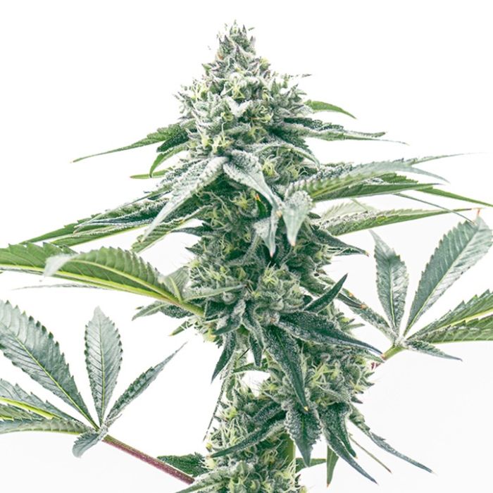 Godfather OG Feminized Cannabis Seeds