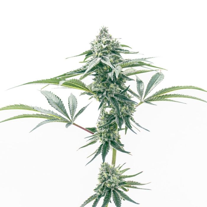 Godfather OG Feminized Cannabis Seeds