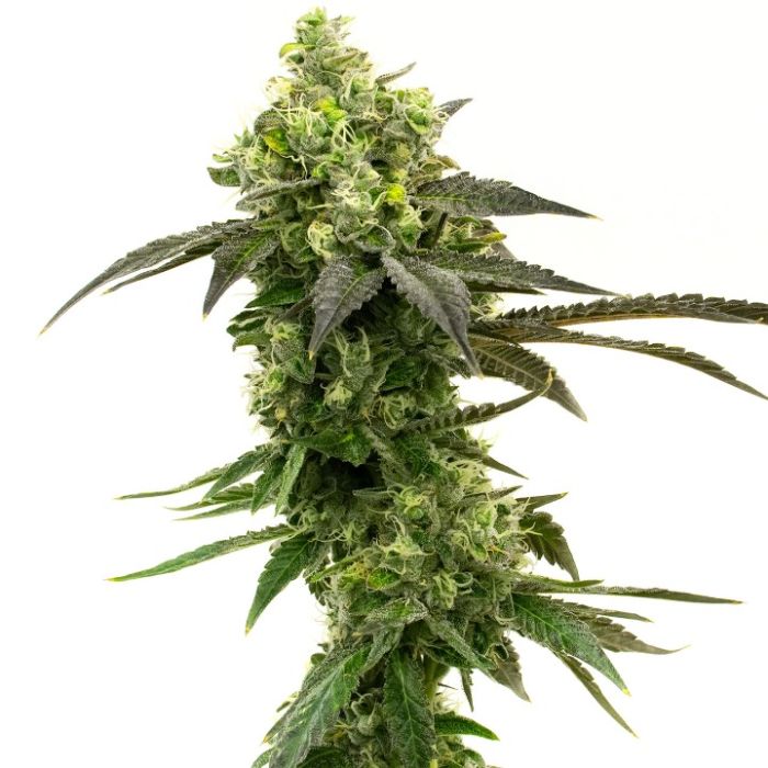 Beginner’s Feminized Mix Pack 
