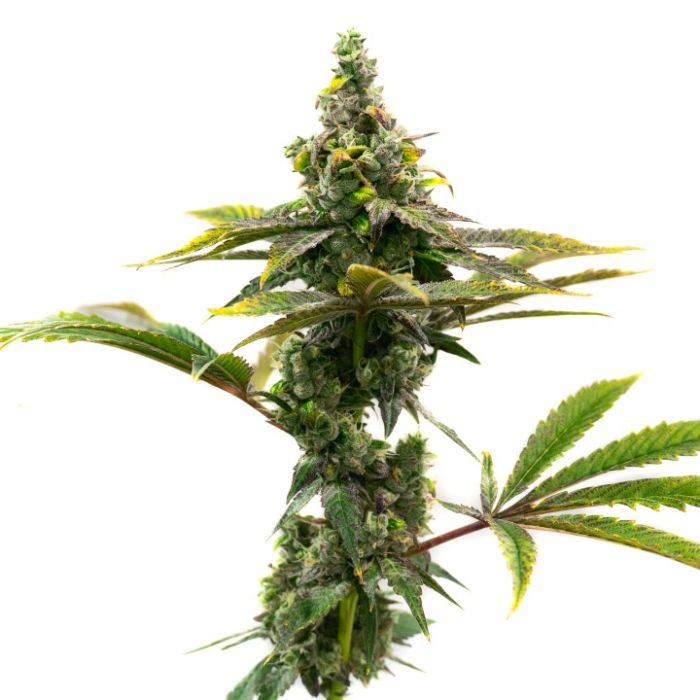 Beginner’s Autoflower Mix Pack