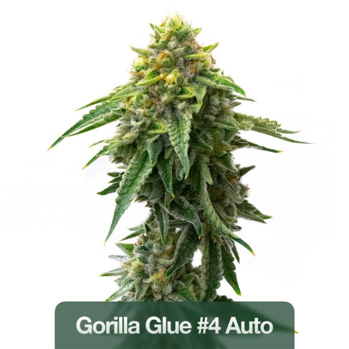 Beginner’s Auto Seeds Mix Pack