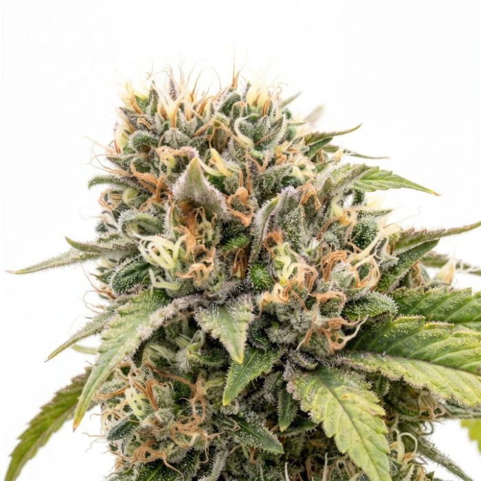 Grandaddy Glue Auto Seeds