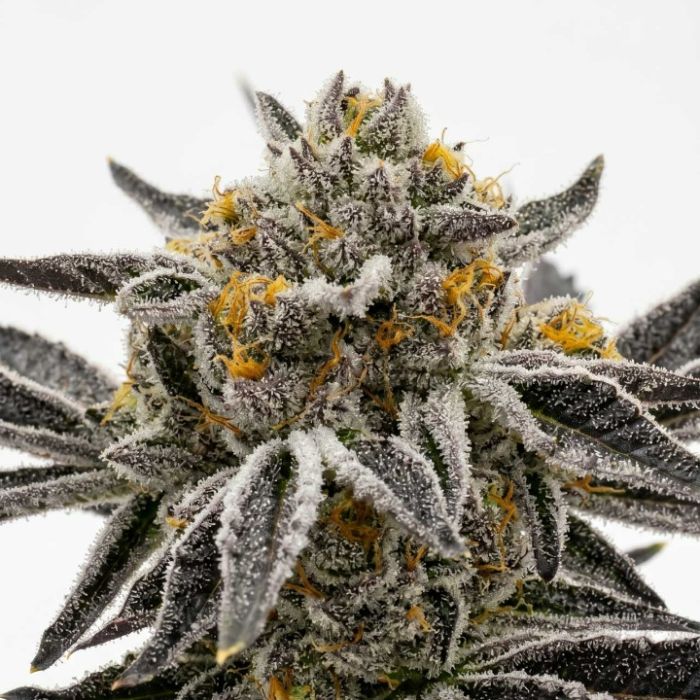 Granddaddy Purple Seeds