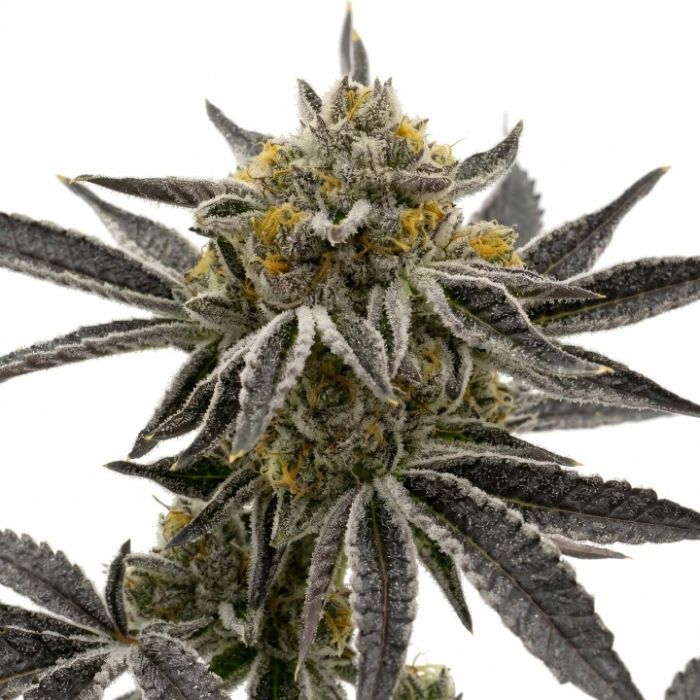 Granddaddy Purple Seeds