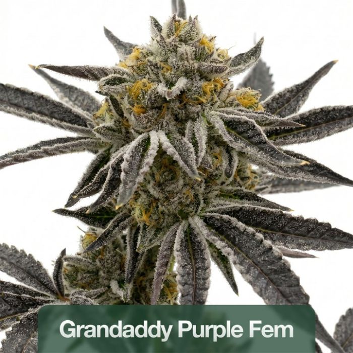 2026 Bestselling Indica Fem Collection