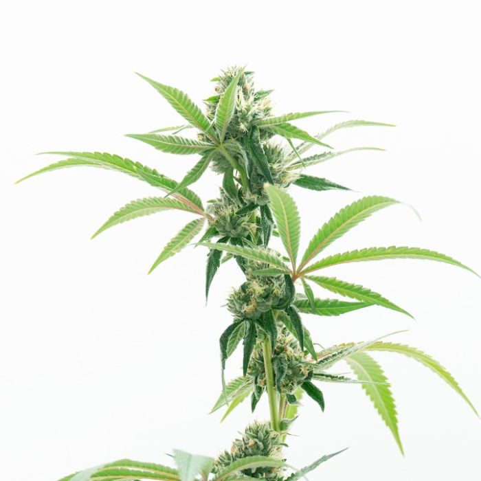 Grape Octane Autoflower Cannabis Seeds