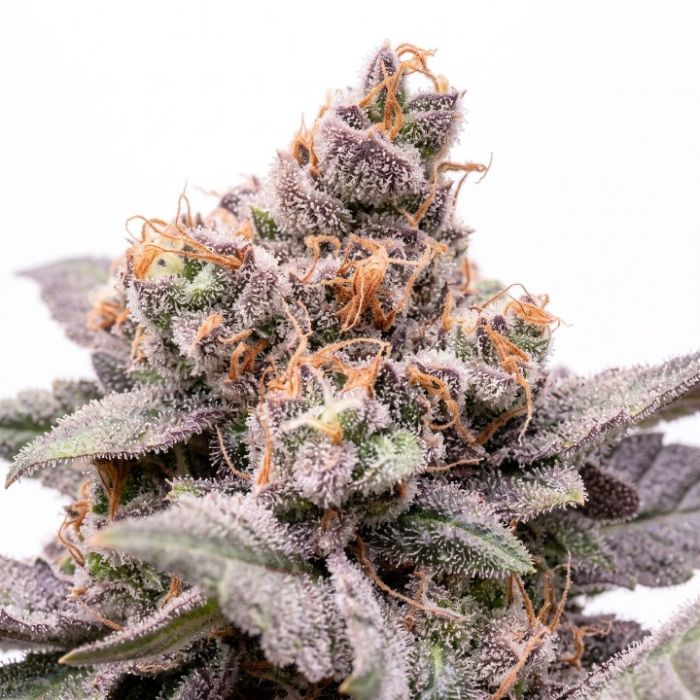 Grape Pie Seeds