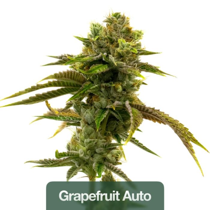 Hybrid Autoflower Mix Pack