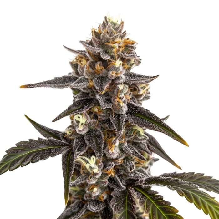 Grave Candy Autoflower Cannabis Seeds