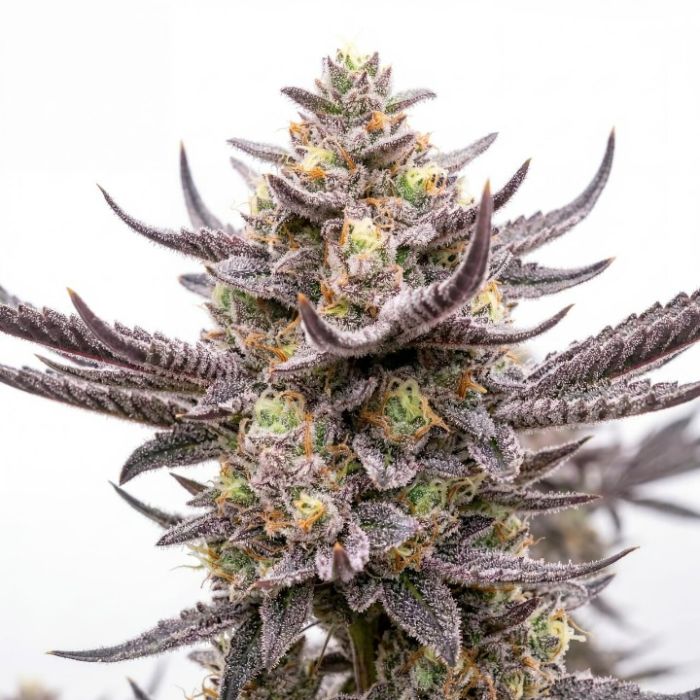 Grave Candy Autoflower