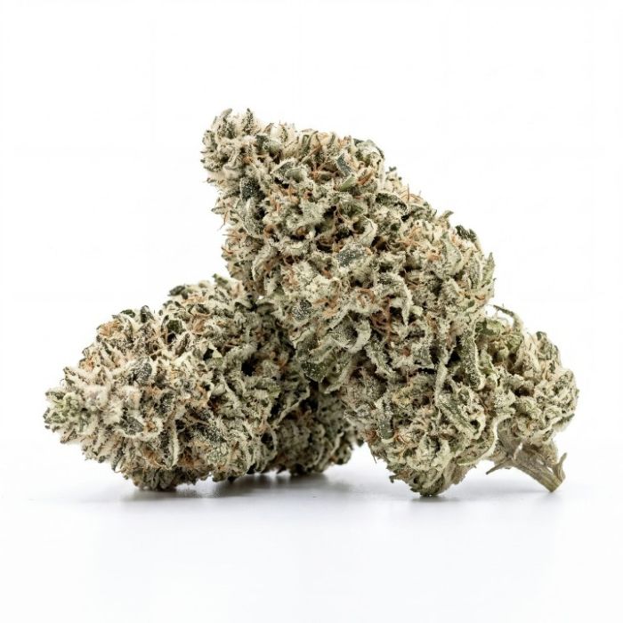 Great White Shark Auto Seeds