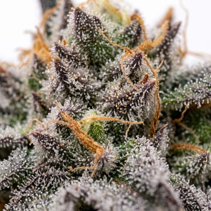 Great White Shark Auto Seeds