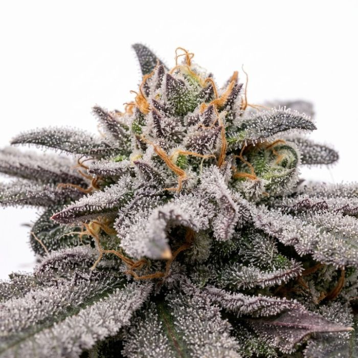 Great White Shark Auto Seeds