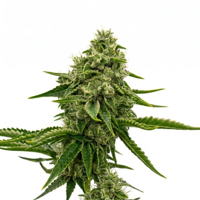 Green Crack Autoflower