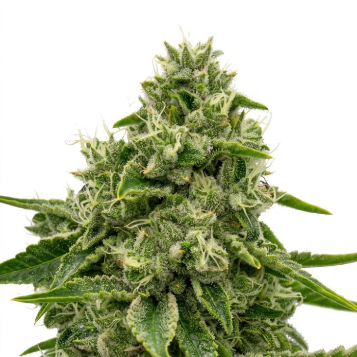 Green Crack Autoflower