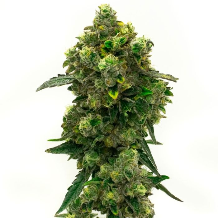 Outdoor Feminized Mix Pack