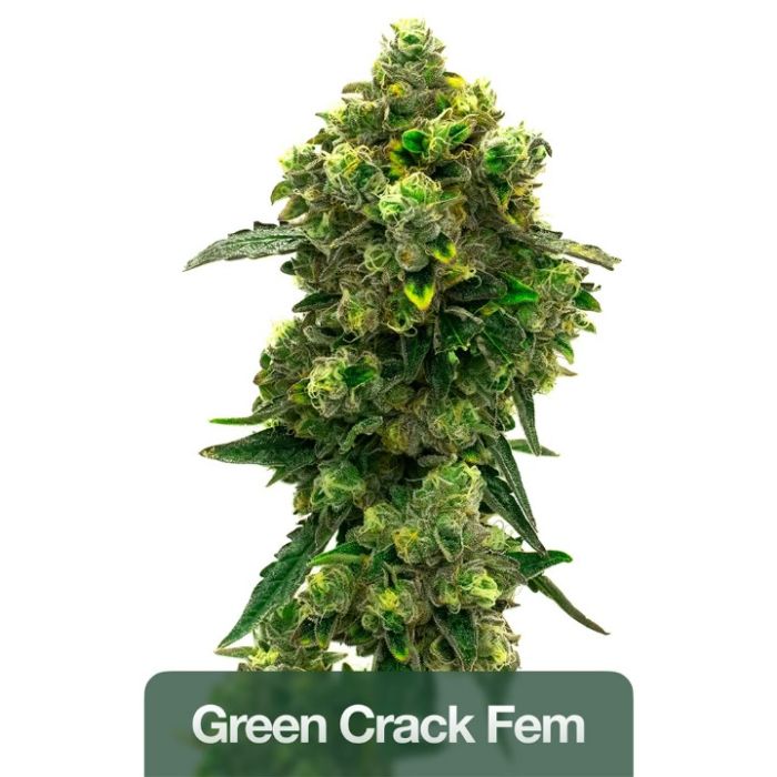 Outdoor Seeds Mix Pack