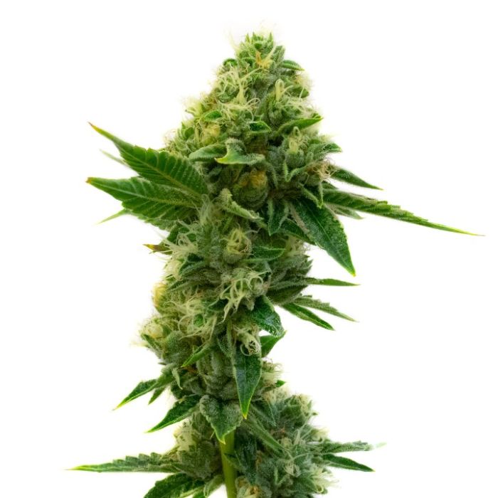 High Yield Feminized Mix Pack