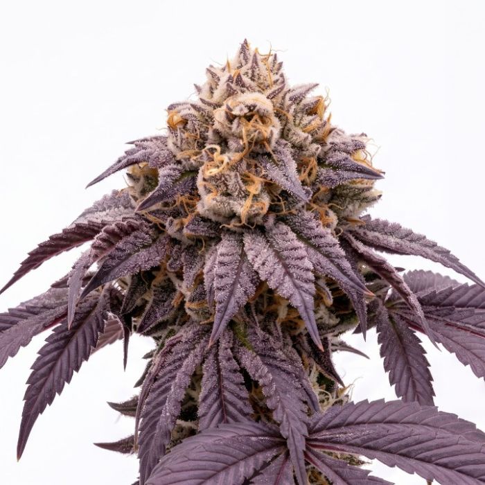 Gruntz Seeds