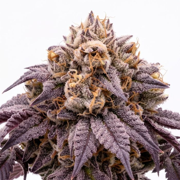 Gruntz Seeds