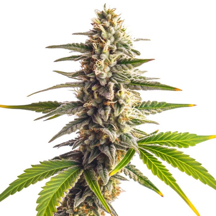 Guava Galaxy Feminized Cannabis Seeds