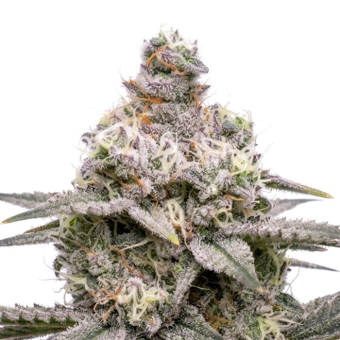 Gushers Autoflower