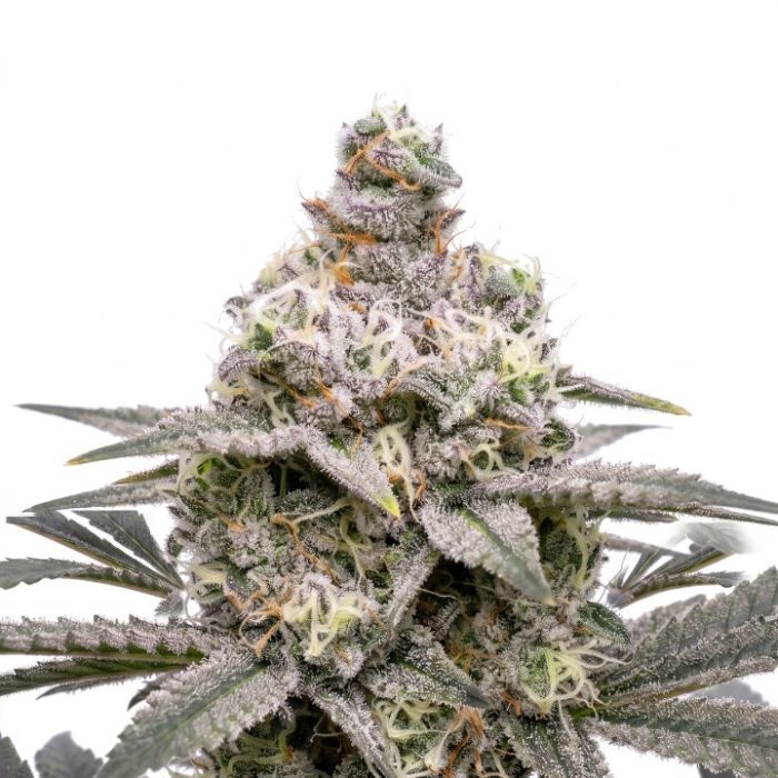 Gushers Autoflower