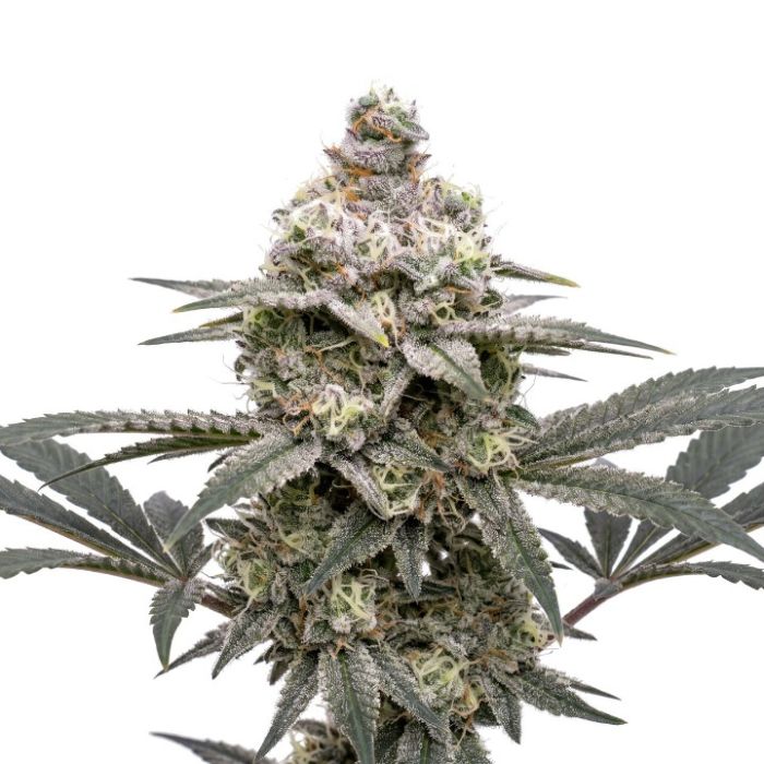 Gushers Autoflower