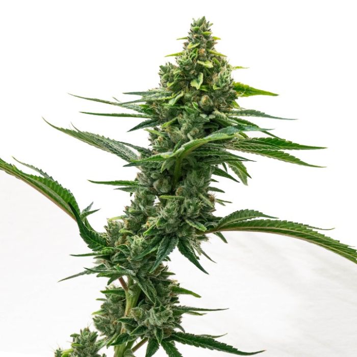 Gushers Autoflower Cannabis Seeds
